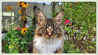 Maine Coon kittens. Episode 24. Willy the cat shows kindness