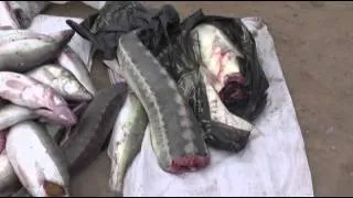 Рыбоохрана России. В Астраханской области изъяли 19 кг незаконно добытого осетра