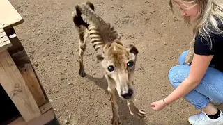 50 animais que pediram ajuda e gentileza às pessoas!