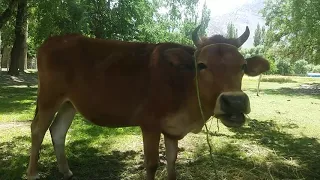 Most Beautiful 9 Cow in my village || Animals Earth ||