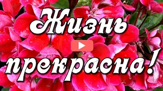 Жизнь прекрасна! Радуйся каждому новому дню! Музыкальная открытка с Добрым утром