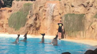 Dolphins show 🐬 Loro parque attraction park Tenerife Canaries 🐾 Лоро парк зоопарк шоу дельфинов