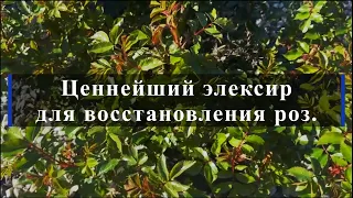 Ценнейший эликсир для восстановления роз. Питомник растений Е. Иващенко