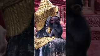 baby monkey Santo cries even his mom Sarah near