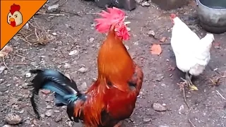Chicken Videos - Rooster Crowing Sound Natural Alarm - Farm Animal Sounds