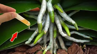 Pour 1 Drop At The Root! Both Roots, Leaves And Orchids Bloom Continuously