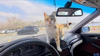 A Stray cat gets into my car and wants me to Adopt it and take it home.