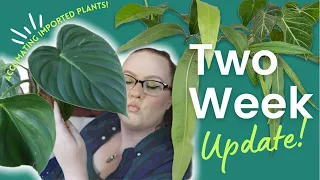 Two Week Ecuagenera Import Update | Acclimating RARE Plants | My Experience With Imported Aroids