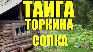 ОХОТА НА ТИГРА  Торкина сопка  ТАЙГА