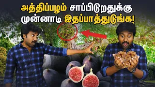 Truth about fig | Fig tree & fruits growth | Fig wasp | அத்திப்பழம்