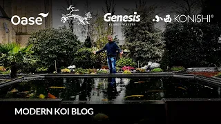 Modern Koi Blog #6001 - Anne und Stefans Teich mit Panoramascheibe und Kirche