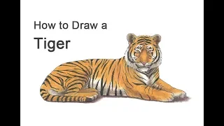 How to Draw a Tiger (Color)