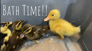 Baby Ducks First Swim Lesson! | TOO CUTE!!