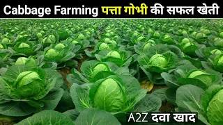 Cabbage farming |Full A2Z| पत्ता गोभी की खेती | Cabbage Vegetable, Patta Gobhi, Band gobhi, Step by