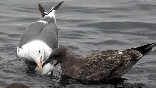Gulls Fierce Battle for Food