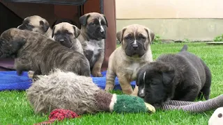 In 2 Tagen werden unsere Presa Canario Welpen aus Mula & Topo 4 Wochen alt.