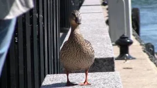 a duck goes quack