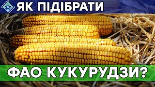 ФАО кукурудзи: який гібрид обрати/ СуперАгроном