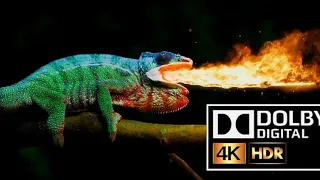 #dolby#4k#test dolby atmos video test chameleon 4K 10 bit