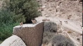 דיג באגם ירוחם Рыбалка на озере Ерухам 02/07/2020