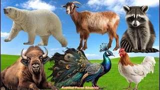 The Funniest Animal Sounds on Earth: Peacock, Polar bear, Buffalo, Raccoon, Goat  | Animal Moments