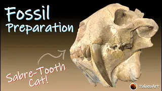 Finished Fossil Preparation - Sabre-tooth Cat Hoplophoneus (Complete video)