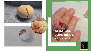 African love birds Hatching Of Egg🐣 How Bird Get Oxygen Inside Their Eggs Feel free fly in the sky