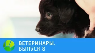 Ветеринары. Брошенные щенки,  опухоль у морской свинки, игуана со сломанным хвостом | Живая Планета