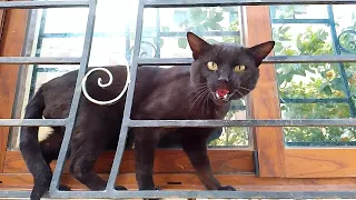 Angry cat meowed with a terrifying sound and tried to jump at me from the window