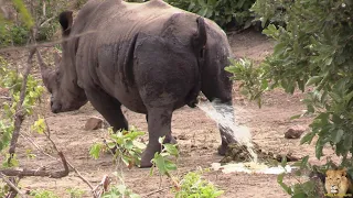 Exclusive: A Day In The Life Of A Kruger Park Rhino Bull