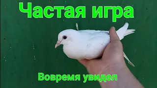 Открыл частую игру за один день