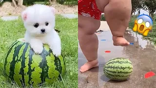 Tik Tok Chó Phốc Sóc Mini 😍 Funny and Cute Pomeranian #202