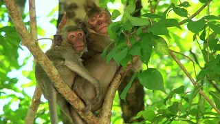 Monkeys Video - Funny Baby monkey on the Tree