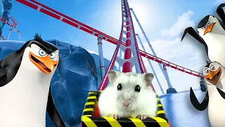 Hamster in Antarctica Rollercoaster with Penguin