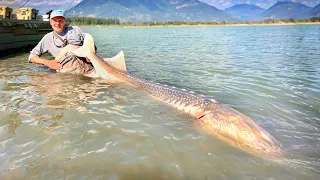 Riesige Störe Angeln im natürlichen Fluss!