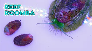 Abalones are the Roombas of Reef Tanks