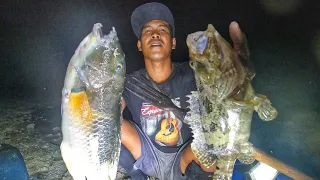 Nyuluh menombak malam hari waktu air laut surut kering panen ikan Blackspot Tuskfish