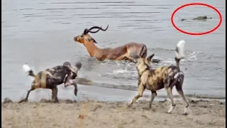 Impala vs Wild Dogs vs Crocodile vs Hippo