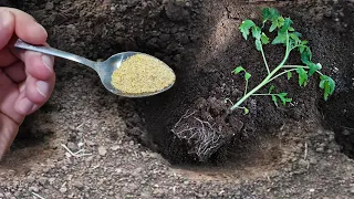 Киньте это в лунку при посадке Томатов, Огурцов, Перцев и они сразу пойдут в рост и не будут болеть!