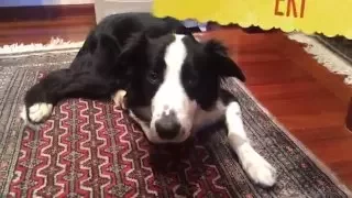 Un día en la vida con un Border Collie