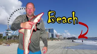 Myrtle Beach SHARKS, catching sharks where people swim.