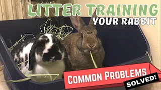 How To Toilet Train Your Rabbit | Solutions To Common Litter Training Problems