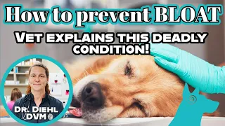 How to prevent BLOAT in dogs! 🐕 Vet explains!