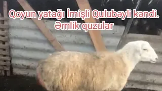 Əmlik quzular. İmişli Qulubəyli kəndi.