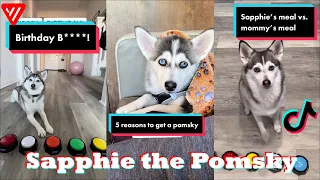 Funny Dog Tik Toks 2023 | Best @sapphie_the_pomsky TikTok Videos (Part 2)