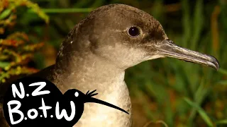 Hutton's shearwater - New Zealand Bird of the Week