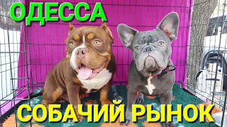 Собачий рынок Одесса. Староконный в войну. Продажа щенков. Птичий рынок. Животные. Собаки. #зоотроп