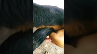 Aggressive gsd dog mating😶#youtubeshorts #shorts #trending #viral  #best #love #share #shortsfeed