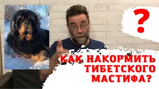 Тибетский мастиф плохо ест - Что делать?