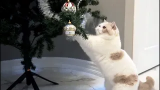 Cats Vs Christmas Tree